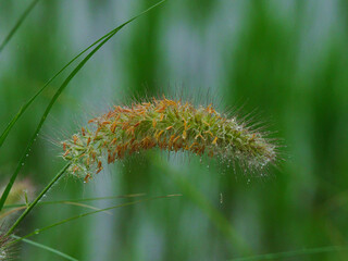 The crystal clear foxtail grass in the rain