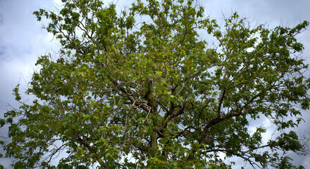 A giant teak tree canopy in the forest with cloudy sky background