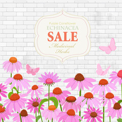 square banner with border of blooming coneflower flowers, butterflies. card with Echinacea angustifolia wildflowers on white brick background. medicinal herbal Echinacea. sale frame label