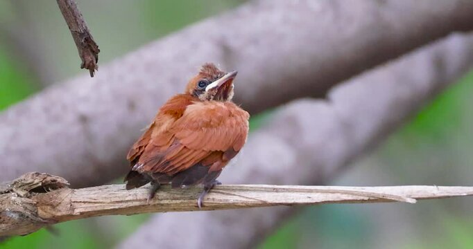 Indian Paradise flycatcher cub calling. 
