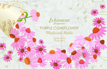banner with blooming Echinacea  flowers pouring from a cup. card with coneflower wildflowers flowing from a mug of golden pattern. medicinal herbal Echinacea angustifolia on grungy grey background