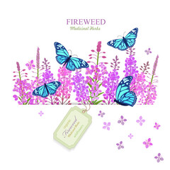 banner with blooming fireweed with butterflies. Chamaenerion angustifolium wildflowers with craft paper tag label. card with medicinal herbal rosebay willowherb flower