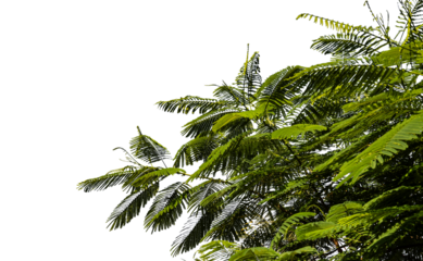 Peacock tail leaves on transparent background for background decoration