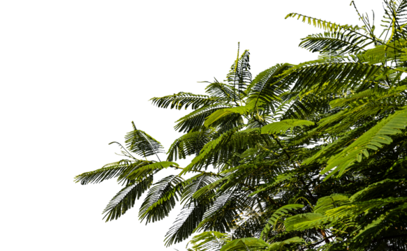 Peacock tail leaves on transparent background for background decoration