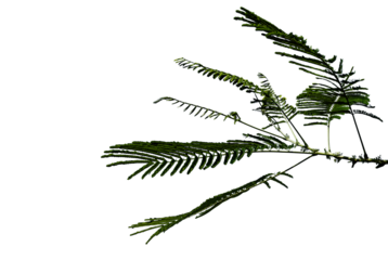 Peacock tail leaves on transparent background for background decoration