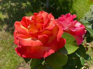 red rose in garden
