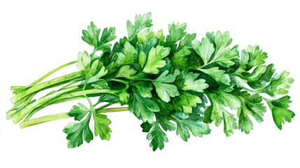 Obraz premium A fresh herb and culinary ingredient, parsley is illustrated in watercolor on a white background, presented as a piece of botanical art and an isolated element for design purposes