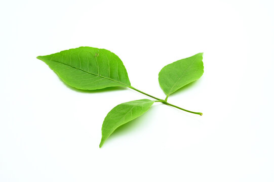 SINGLE FRESH BEL PATA OR BEL LEAF ON ISOLATED WHITE BACKGROUND WITH SELECTIVE FOCUS.