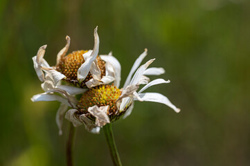 Jastrun właściwy - Leucanthemum vulgare Lam. © tom