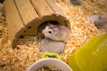 Adorable Roborovski Dwarf Hamsters, cute hamsters peeking out of their house