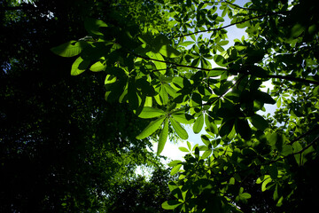 Alstonia scholaris, commonly called blackboard tree green leaves. Natural background