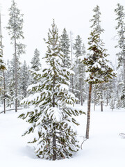 Winter pine forest with a lot of snow