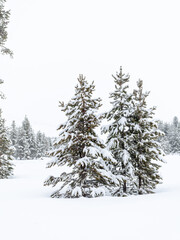 3 pine trees in winter with snow