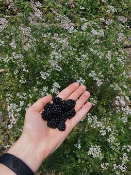 A handful of ripe blackberries held over blooming coriander plants. Fresh berries and delicate white flowers create a natural summer harvest scene.