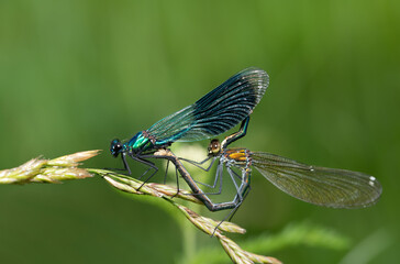 Close-up of two damselflies (Calopteryx) forming a heart with their bodies on a flowering blade of grass. The dragonfly ring is used for mating. The insects are against a green background