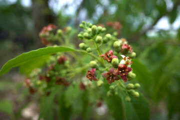 Indian sandalwood red flowers, Santalum album, one of the most expensive plants in the world, very famous for its fragrance