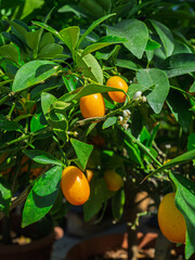 Vertical shot of ripening lemons on a tree in natural sunlight