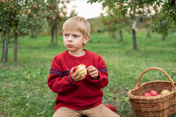 Young Child in the Apple Orchard before Harvesting. Small Toddler Boy Eating a Big Red Apple in the...