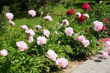Pink peony growing, blurred leaves background. Gently fresh flower bush. Gardening, landscaping. Plant Nurse Ad. Backdrop for product promote. Flower shop. Green home garden. Landscape design. Path