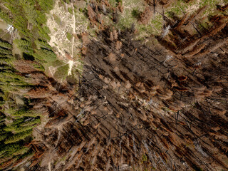 Forest fire burn beets healthy forest