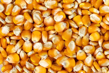 Yellow sweet corn seeds close-up texture. Healthy Zea mays, sugar corn, pole corn, maize background.