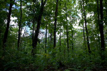 Teak trees (Tectona grandis) forest plantation in Gunung Kidul, Yogyakarta, Indonesia