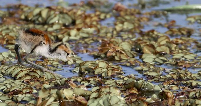 Bronze-winged Jacana cub searching food. 