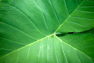 Water splash on the green Colocasia esculenta or taro leaf. Natural background