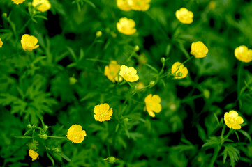 Beautiful poisonous yellow flowers Ranunculus repens in spring day.