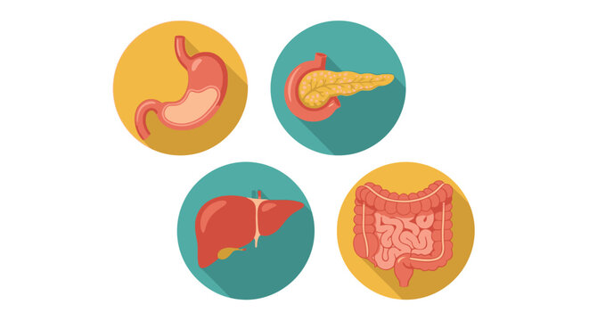 Colorful Flattened Illustrations of Human Digestive System Organs