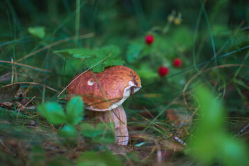 mushroom in the forest