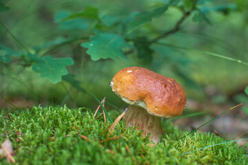 mushrooms in the forest
