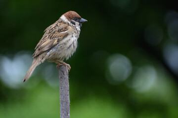 female house sparrow passer domesticus