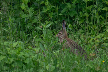 wild rabbit in the grass