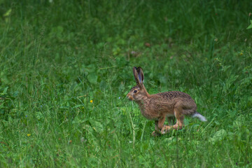 rabbit in the grass