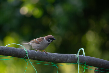 sparrow on a branch