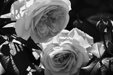 モノクロームの二輪の薔薇 / Two Monochrome Roses