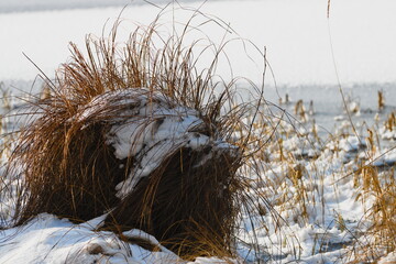 Grass by the lake shore in snow