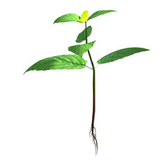 A young green plant with a single yellow flower, showcasing growth and vitality.