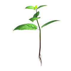 A young green plant with vibrant leaves and a visible root system, symbolizing growth and nature.
