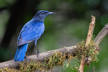 Malabar-Whistling thrush