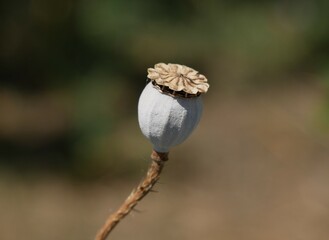 Capsule de coquelicot