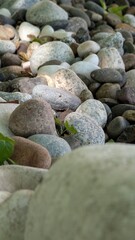 Colorful river stones with a smooth texture and dappled sunlight in a natural setting