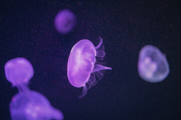Sea creatures are always fascinating