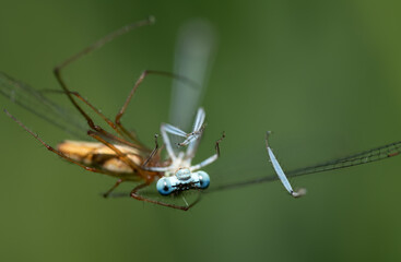 Close-up of a male blue feather dragonfly (Platycnemis pennipes) caught by a spider. The spider can be seen blurred in the background. The dragonfly is looking forward.