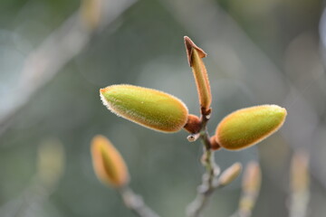 Coptosapelta diffusa with candle-shaped flower buds and glossy green leaves

