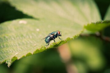 Blue bottle fly on a green leaf.