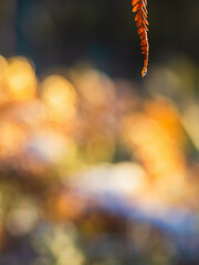 Golden fern leaves catch autumn light in Sweden's serene landscape