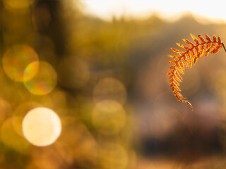 Beautiful autumn light illuminating a golden fern in Sweden's serene landscape during fall