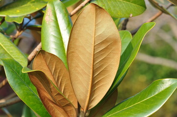 Magnolia grandiflora Series with Full Tree, Blooming Flower, and Glossy Leaves

